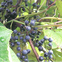 矢巾町特産の山葡萄